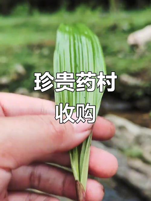 大山里的珍稀药材,一千块钱一斤,上门收购!