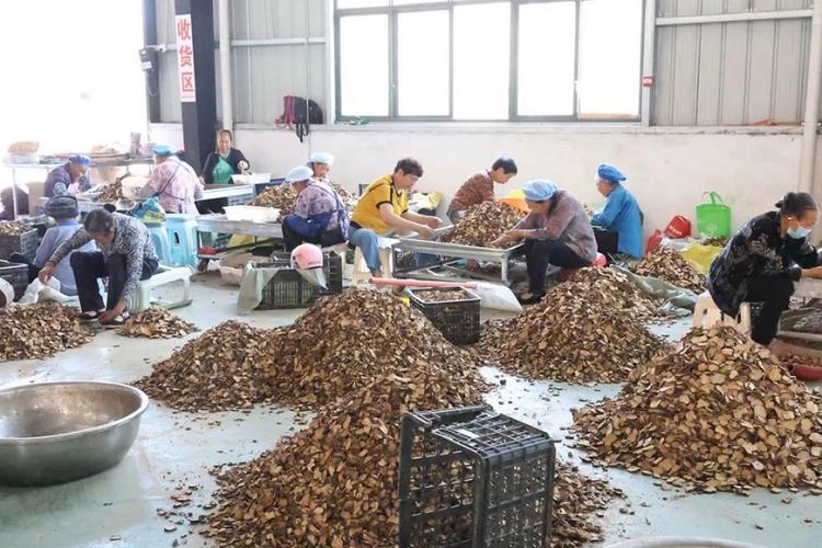 工人们正在分拣,切制中药材何首乌在该公司初加工区域,工人们正在生产
